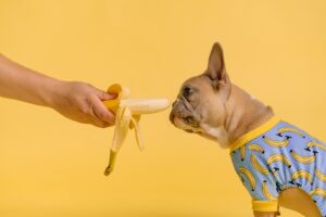 person holding yellow and white ice cream cone